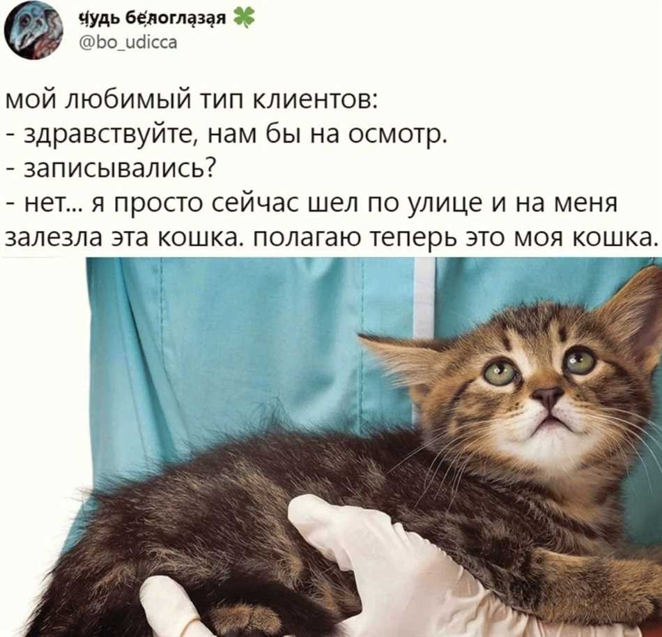 Факторы влияющие на пищевые предпочтения кошек