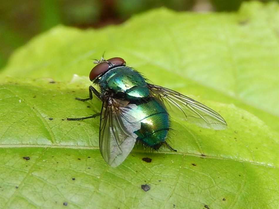 Распространение зеленых мух