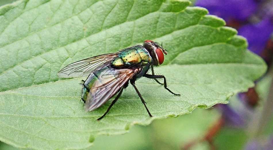 Почему мухи зеленые