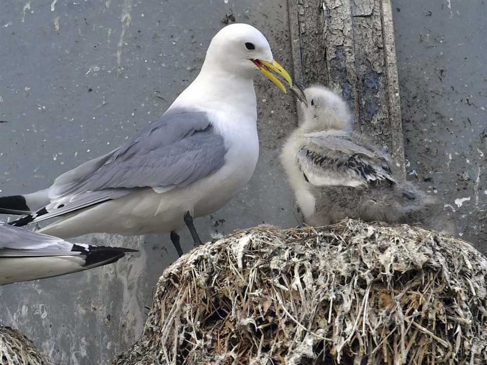 Вред для животных