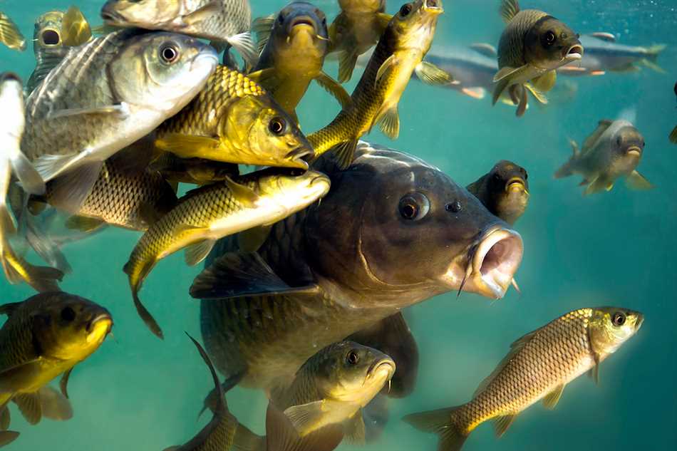 Типичная среда обитания речной рыбы