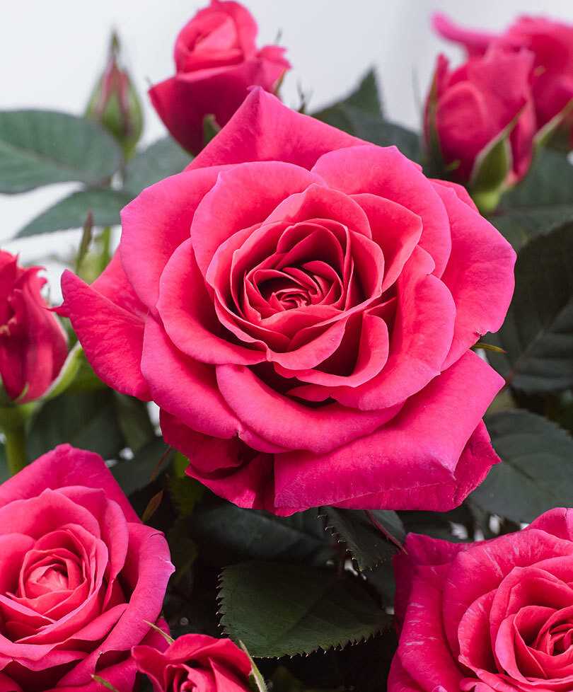 Роза – воплощение изящества и роскоши