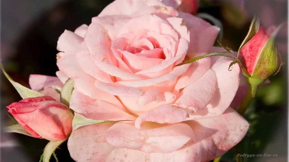 Роза - источник незабываемого аромата