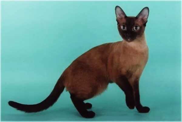 Генотип сиамской кошки