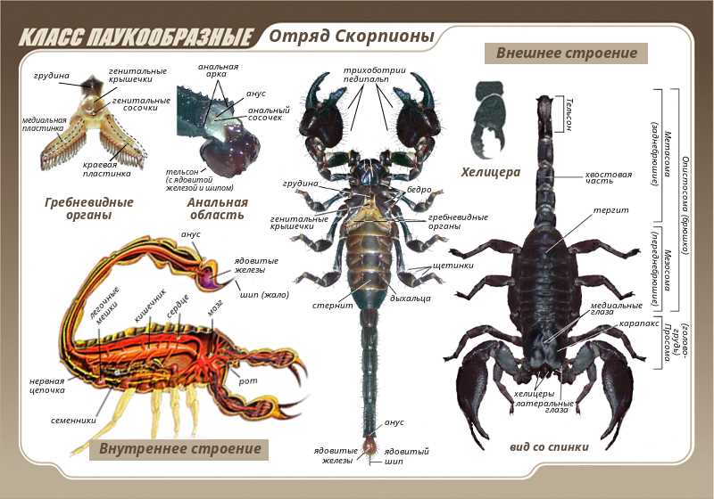 Скорпион: описание и классификация