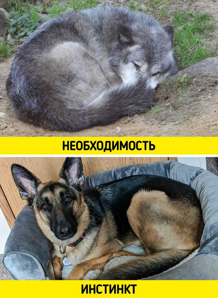 Собака ходит кругами