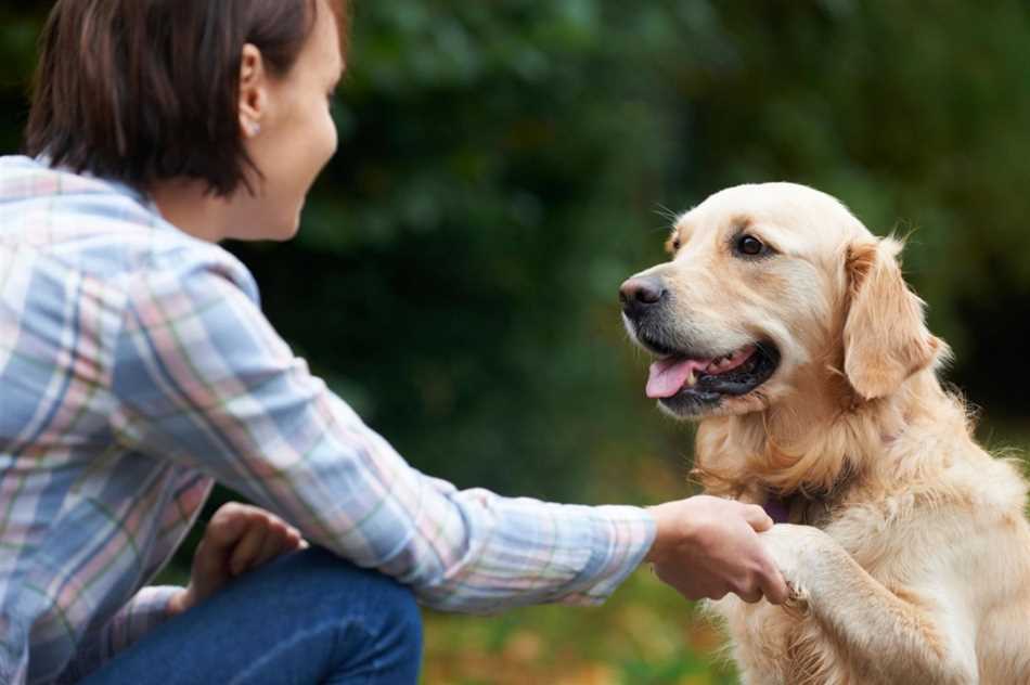 Собаки поддерживают эмоциональную связь с людьми