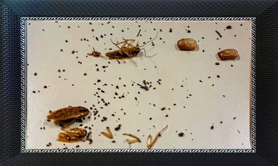 Тараканы и их роль в разложении растительного мусора