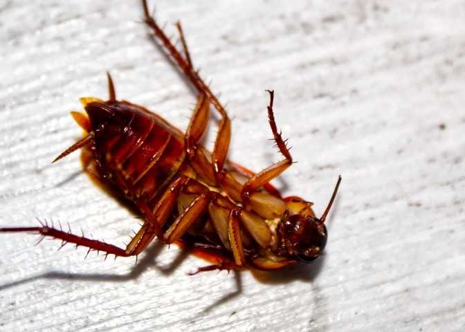Тараканы - распространенные жители нашего дома