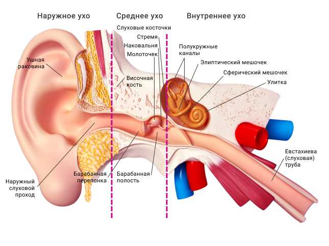 Генетика и эволюция: почему у человека 2 уха?