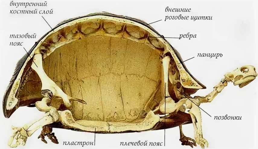 Преимущества мягкого панциря у черепахи