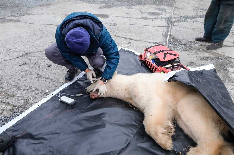 Основные проблемы, которые приводят к убийству белых медведей