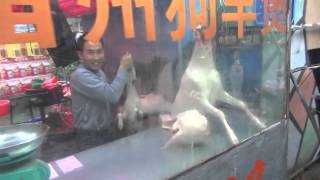 Почему в китае едят собак