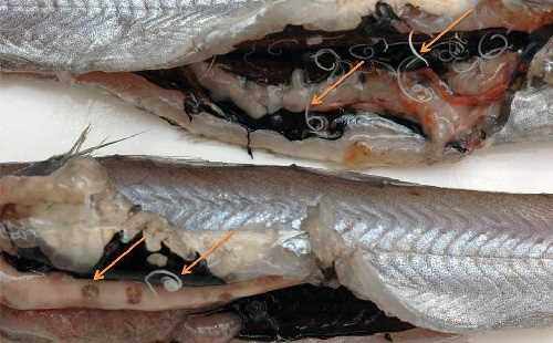 Подраздел 2.3. Механизмы передачи червей другим рыбам