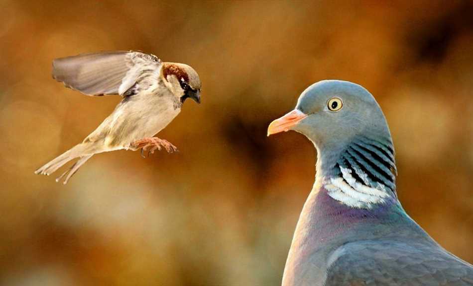 Различные стратегии передвижения у птиц