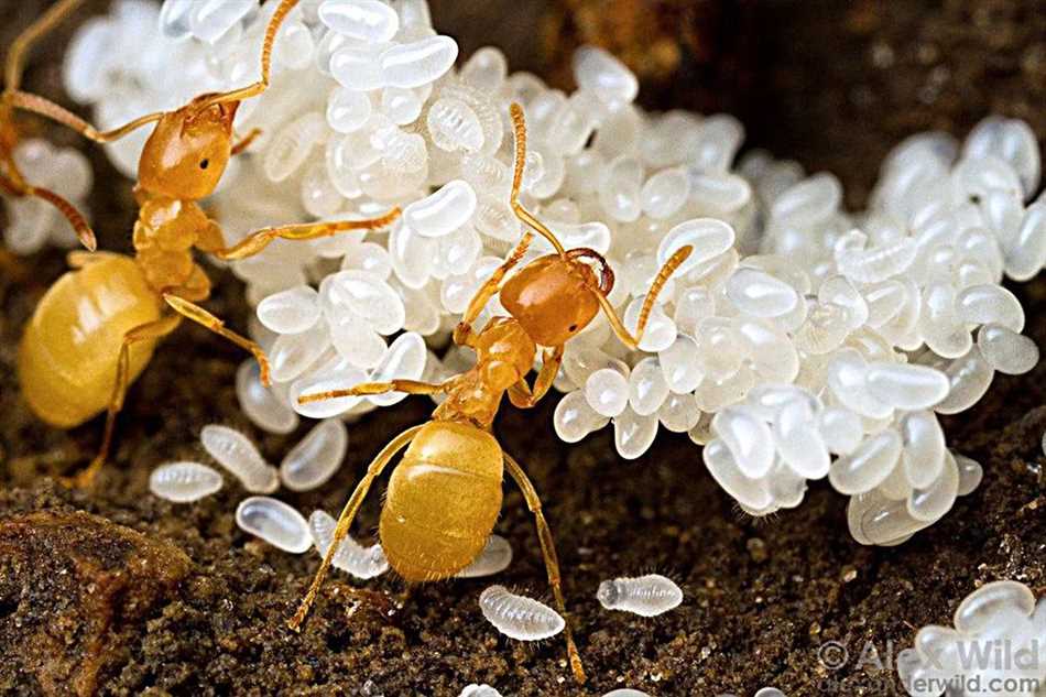 Социальная организация муравьев