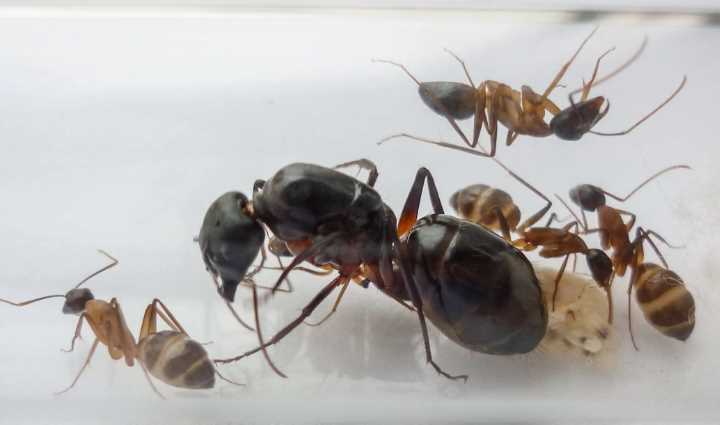 Правда ли что муравьи никогда не спят