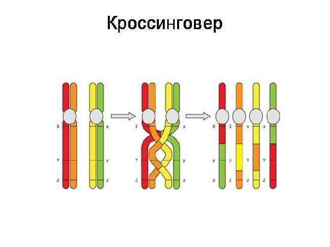 Роль хромосомных перегруппировок