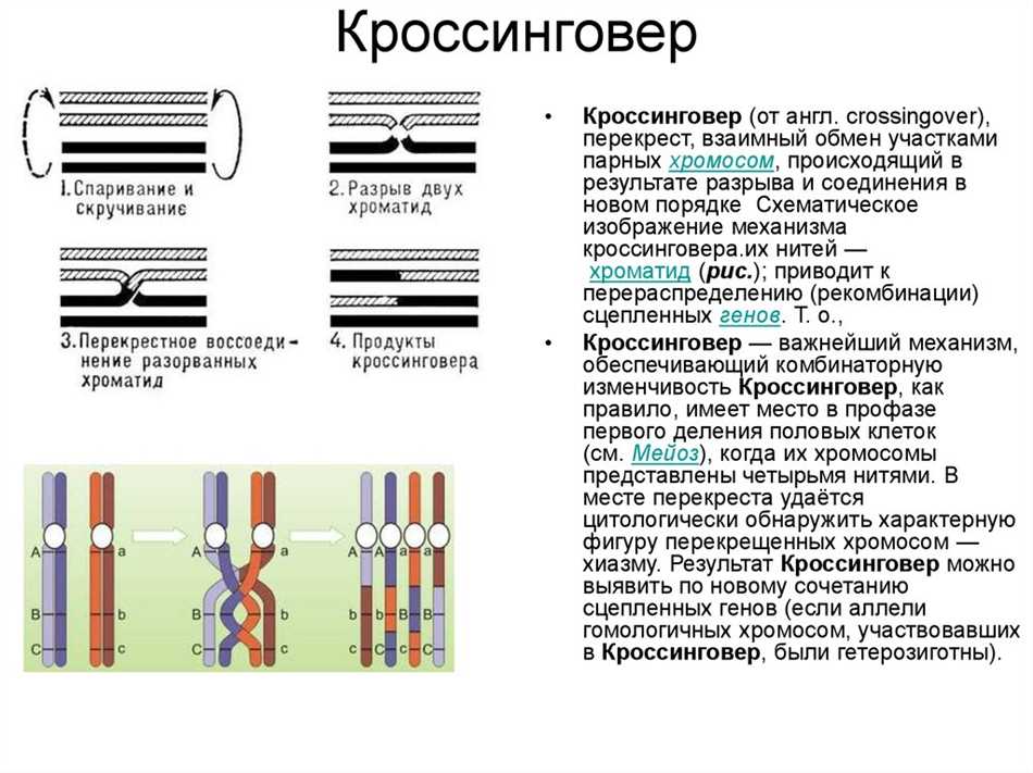 При каких условиях может возникать кроссинговер