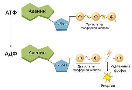 При каких химических связях образуется молекула АТФ? 