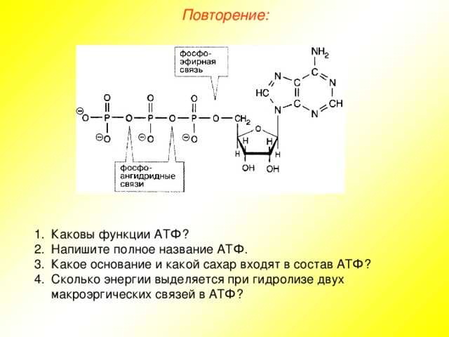 Образование молекулы АТФ в клетке