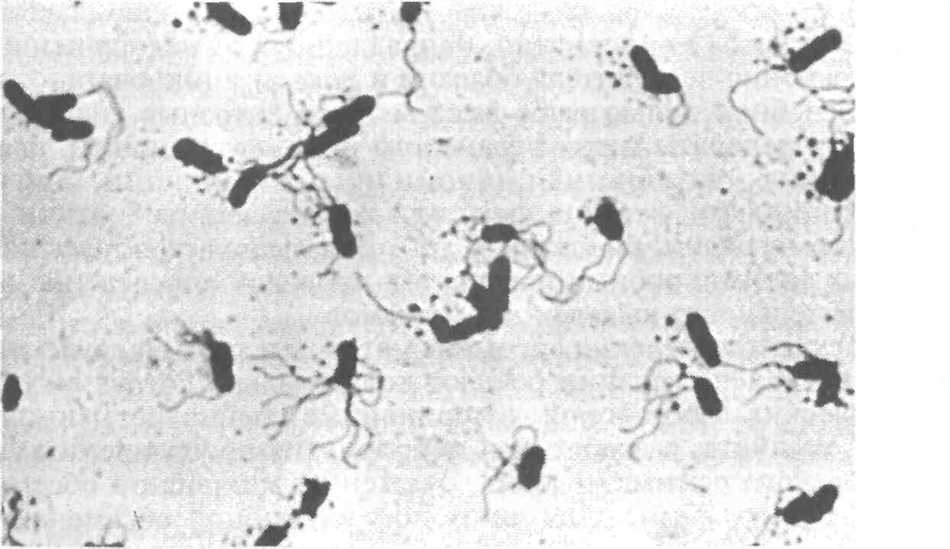 Pseudomonas monteilii: что это такое