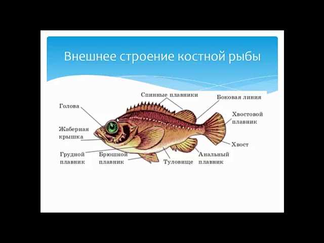 Зрение рыб: приспособления к видению в водной среде