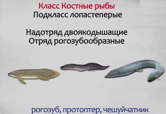 Класс рыбы – Osteichthyes