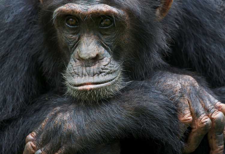Морфология шимпанзе
