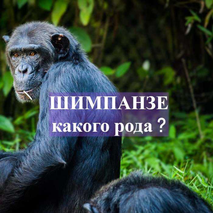 Морфология шемпанзе