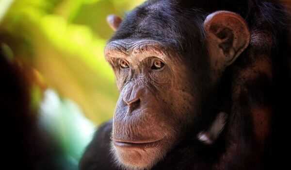 Шемпанзе или шимпанзе какой род