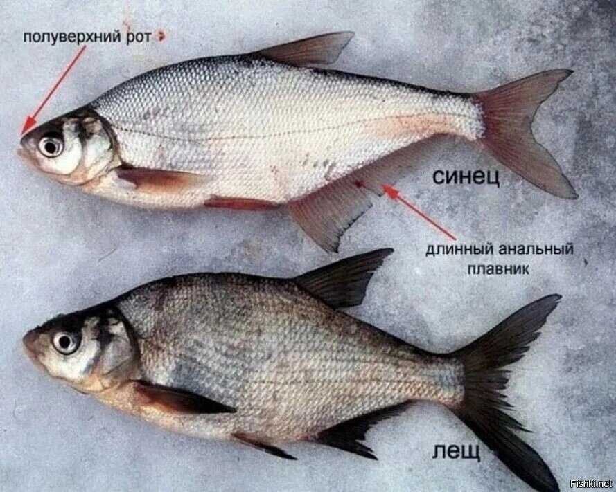 Советы для ловли синца