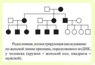 Механизм цитоплазматической наследственности