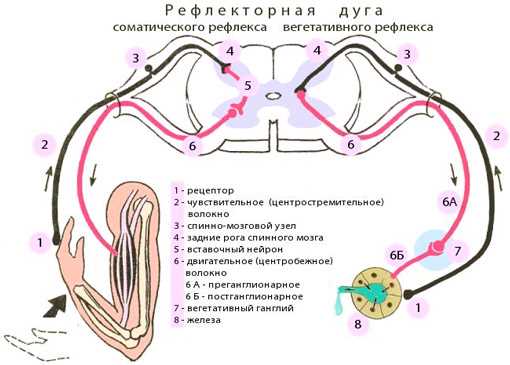 Функции звеньев рефлекторной дуги