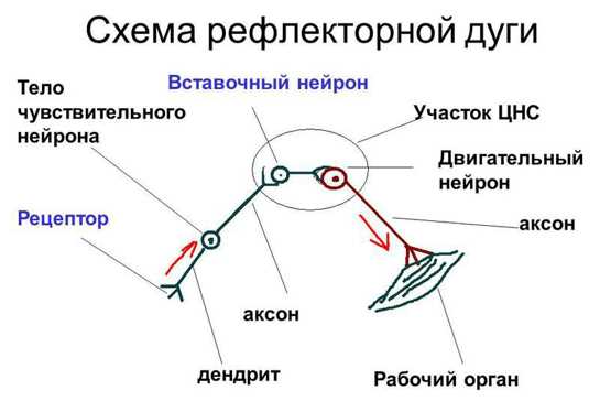 Звенья рефлекторной дуги: определение и функции